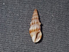 Austrodrillia angasi