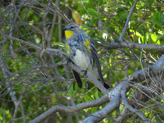 Setophaga coronata auduboni