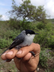Polioptila albiloris