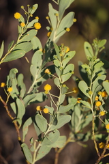 Acacia bivenosa