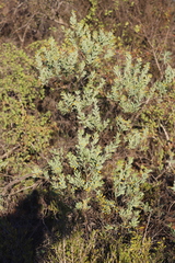 Acacia bivenosa