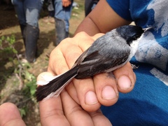 Polioptila albiloris