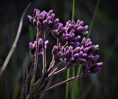 Carphephorus odoratissimus