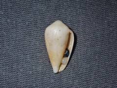 Conus cyanostoma