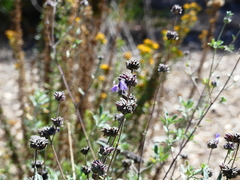 Salvia munzii