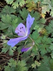 Geranium