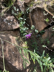 Polygala virgata