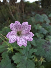 Geranium
