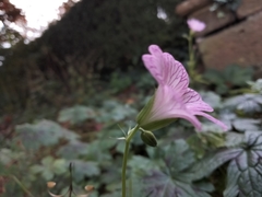 Geranium
