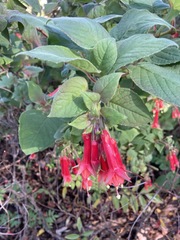 Fuchsia fulgens