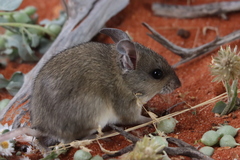 Pseudomys australis