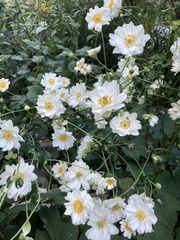 Eriocapitella × hybrida