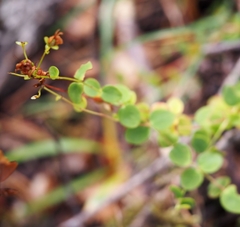 Hypericum nummularium