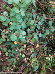 Colignonia