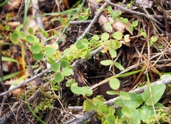 Hypericum nummularium