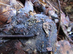 Typhula quisquiliaris