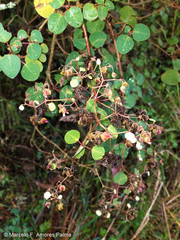 Colignonia