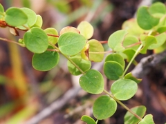 Hypericum nummularium