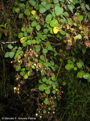 Colignonia