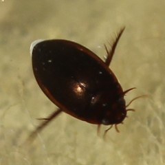 Ilybius fuliginosus