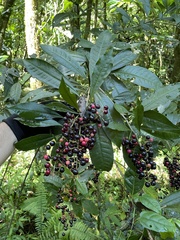 Parathesis crenulata