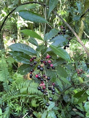 Parathesis crenulata