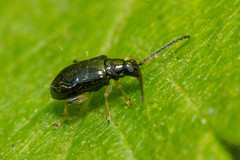 Leptophysa