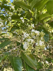 Citharexylum spinosum