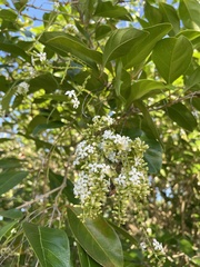 Citharexylum spinosum