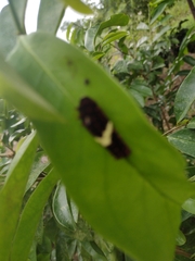 Mimoides ilus branchus