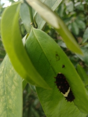 Mimoides ilus branchus