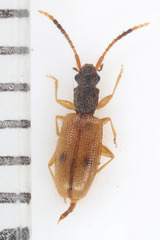 Telephanus