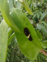 Mimoides ilus branchus