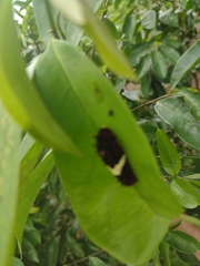 Mimoides ilus branchus