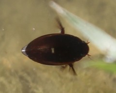 Ilybius fuliginosus
