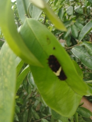 Mimoides ilus branchus