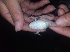 Leptodactylus mystacinus