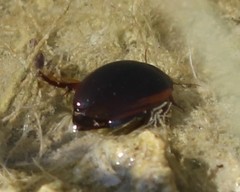 Ilybius fuliginosus