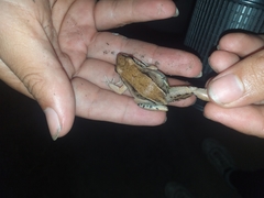 Leptodactylus mystacinus