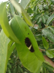 Mimoides ilus branchus