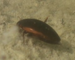 Ilybius fuliginosus