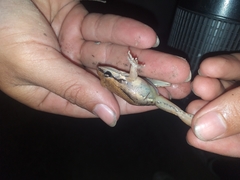 Leptodactylus mystacinus