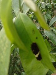 Mimoides ilus branchus