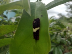 Mimoides ilus branchus