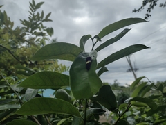 Mimoides ilus branchus