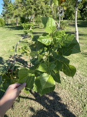 Erythrina eggersii