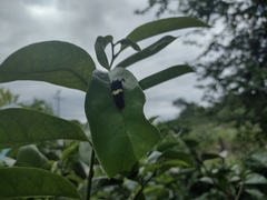 Mimoides ilus branchus