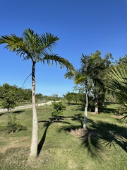 Gaussia attenuata