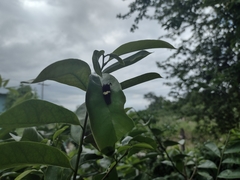 Mimoides ilus branchus