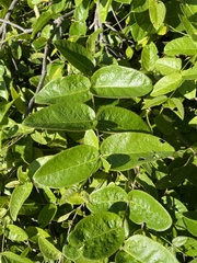 Malpighia woodburyana